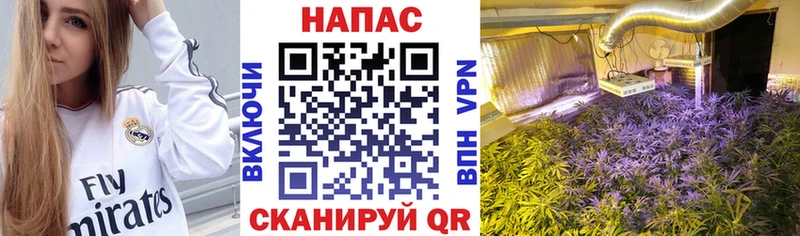 наркота Приозерск Бошки Шишки гибрид